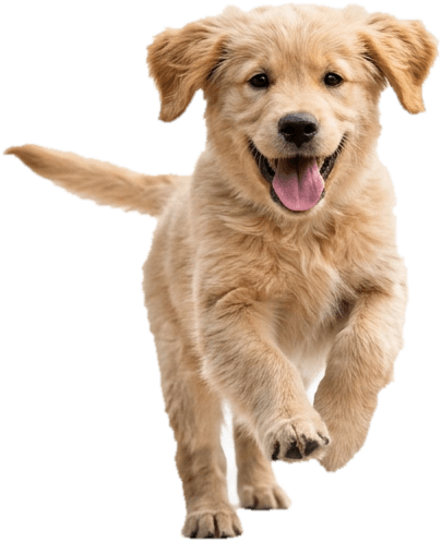Cățel golden retriever alergând vesel, pacient la FOR-DADY VET